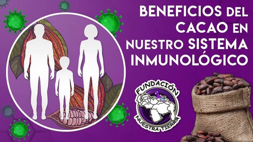 Beneficios del Cacao en Nuestro Sistema Inmunológico